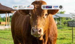 Idul Adha 2026 Tanggal Berapa